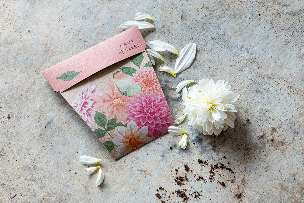 Dahlia Gift of Seeds (Australia Only)